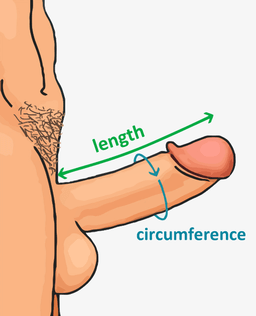 circumferinta penis