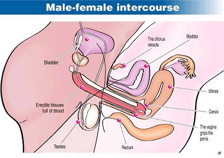 Penis cu vulva - Anatomia satisfacţiei sexuale: vagin vs. penis
