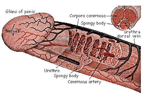 anatomia-penisului